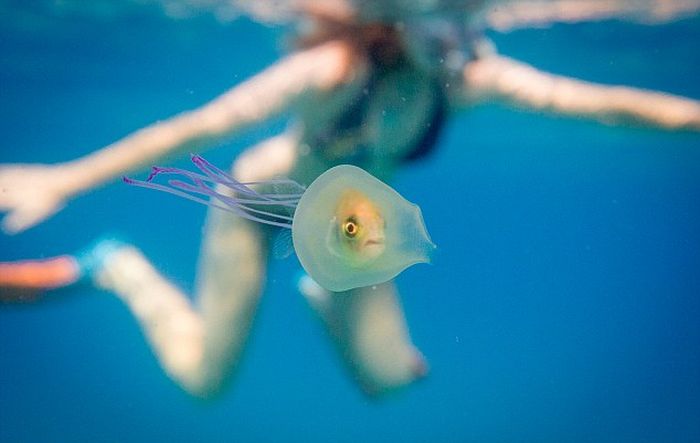 Застрявшая в медузе рыба удивила пользователей сети
