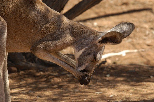 25 удивительных фактов про кенгуру, которые вы могли не знать