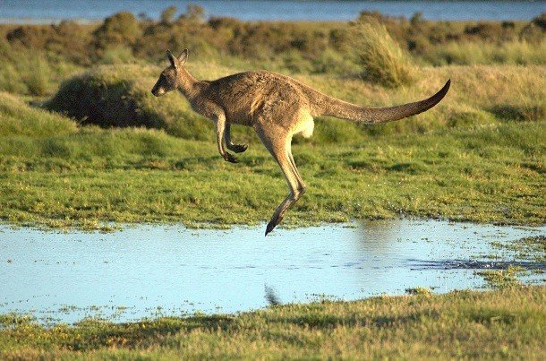 25 удивительных фактов про кенгуру, которые вы могли не знать