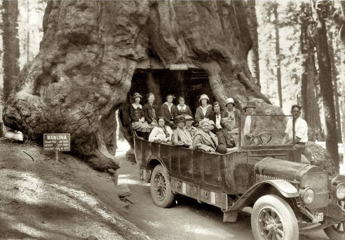 Тоннели в секвойядендронах в Национальных парках Калифорнии