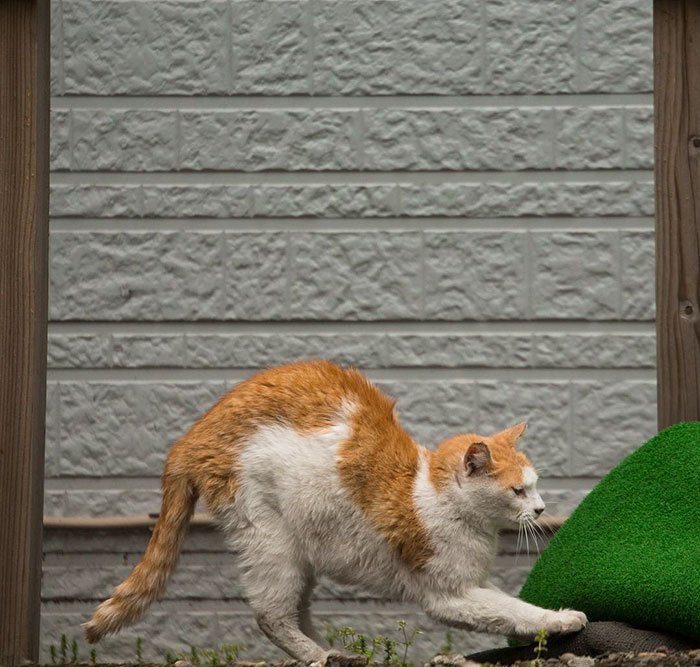 Уличные кошки Токио от фотографа Масаюки Оки