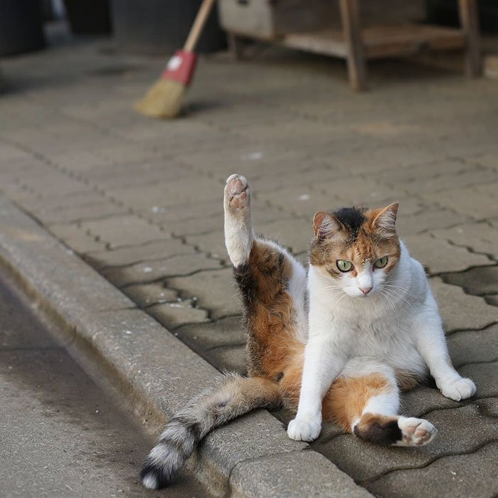 Уличные кошки Токио от фотографа Масаюки Оки