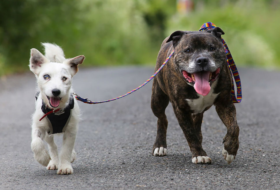 Неразлучная пара псов — Базз и слепой Гленн