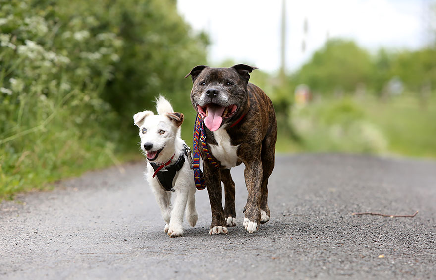 Неразлучная пара псов — Базз и слепой Гленн