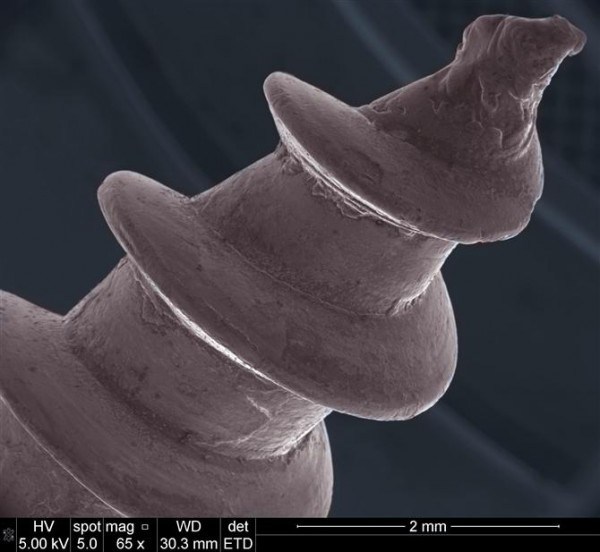 Удивительные фотографии предметов и существ под микроскопом