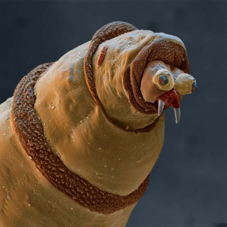Удивительные фотографии предметов и существ под микроскопом