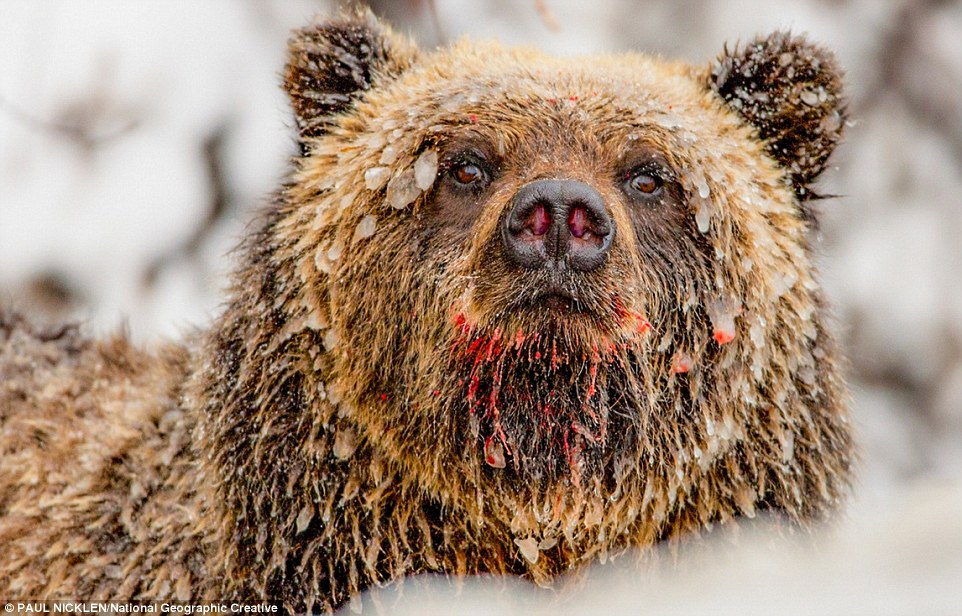 Жизнь медведей в лесах Канады и в Арктике