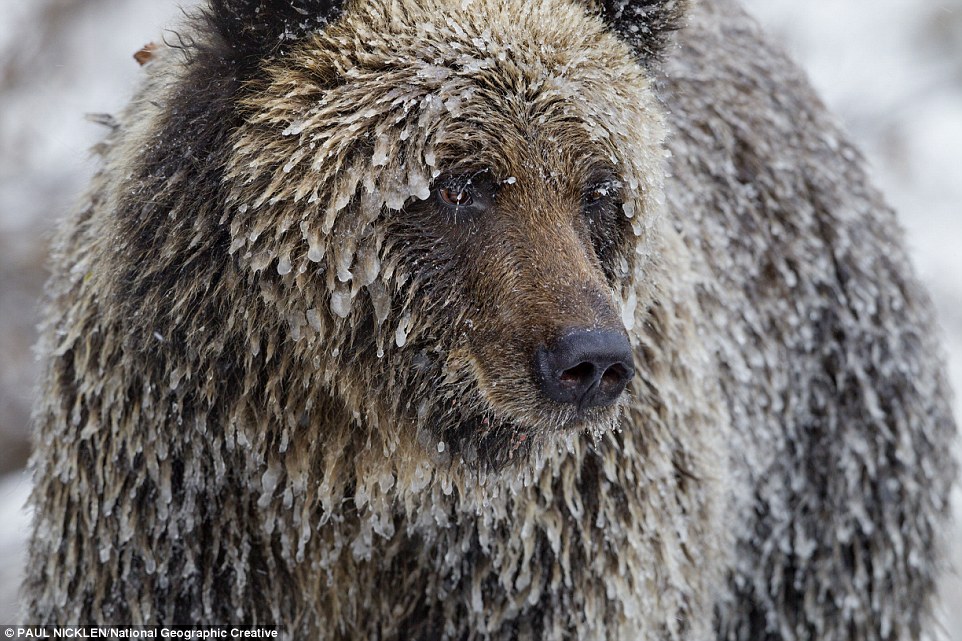 Жизнь медведей в лесах Канады и в Арктике