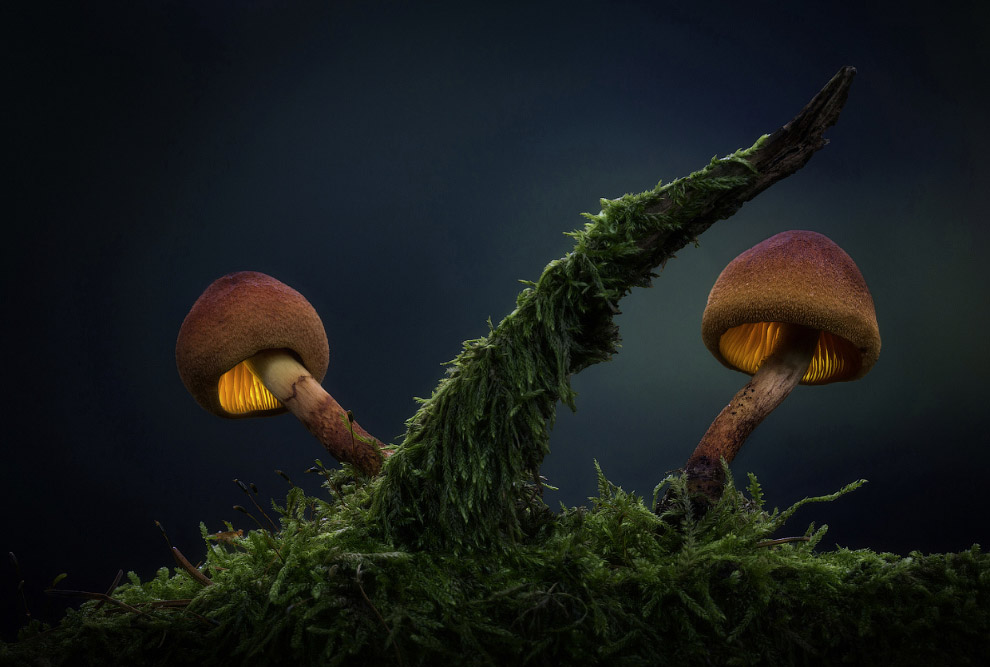 Светящиеся грибы от Мартина Пфистера