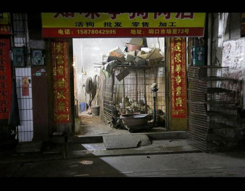 Ежегодный фестиваль собачьего мяса в Китае