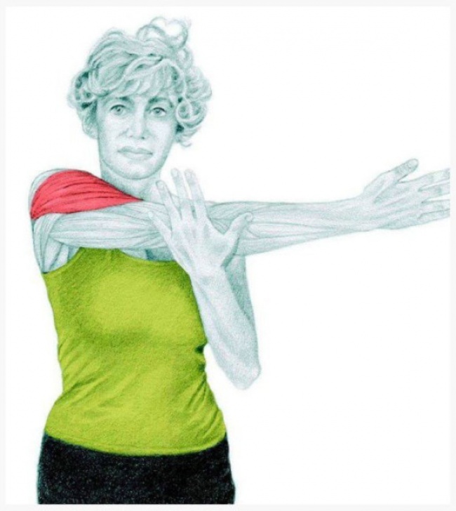 Изображения мышц, которые задействованы в упражнениях