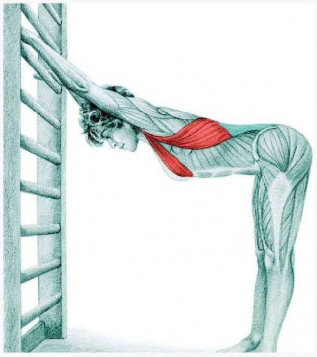 Изображения мышц, которые задействованы в упражнениях