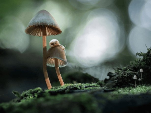 Волшебный мир грибов