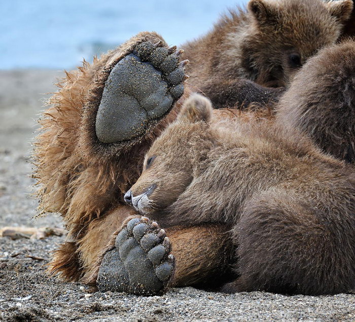 Мамы-медведицы и их детки