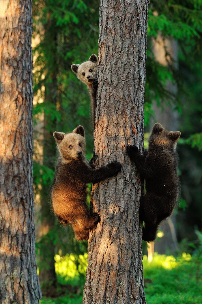 Мамы-медведицы и их детки