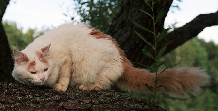Самые крупные породы домашних кошек