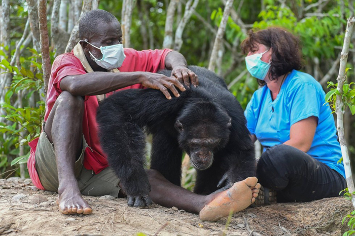 Самый одинокий самец шимпанзе