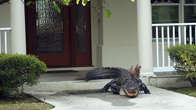 Бродячие хищники во Флориде