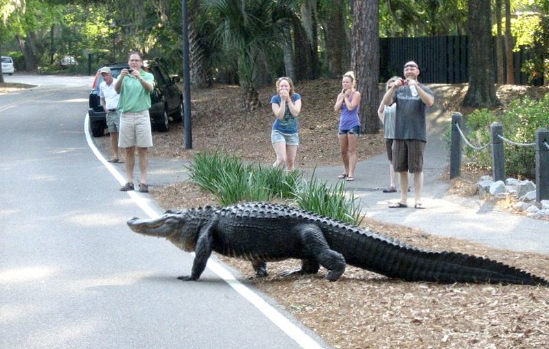 Бродячие хищники во Флориде