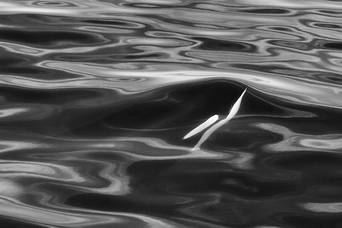 Красота дельфинов и китов от Кристофера Суонна
