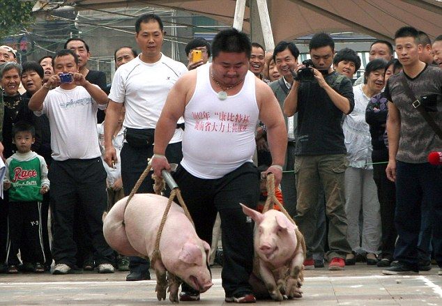 Китайские богатыри соревнуются в перетаскивании свиней