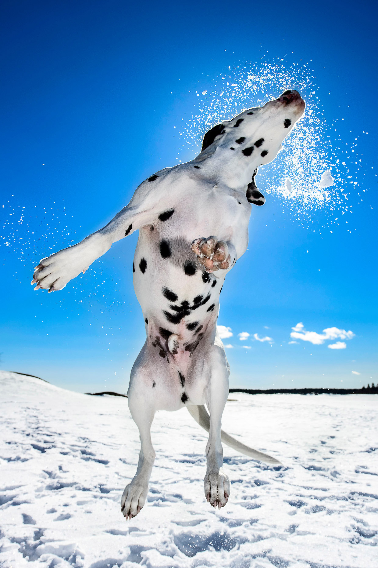 Работы с конкурса собачьей фотографии Kennel Club Dog Photographer 2016