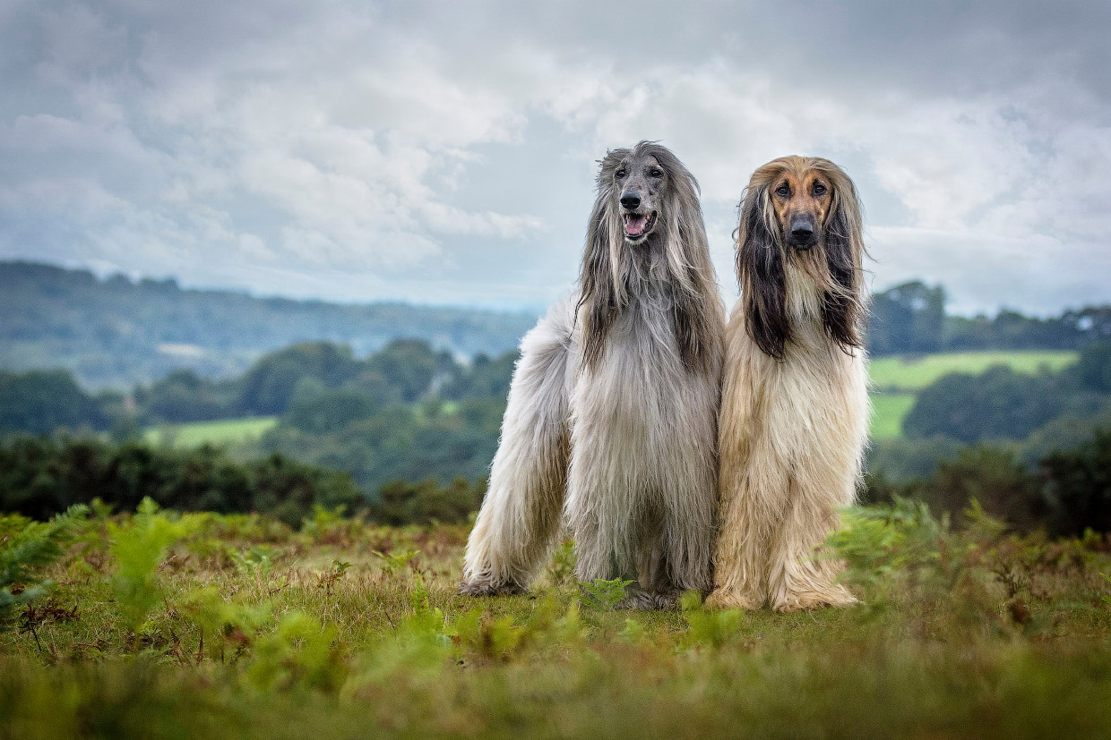 Работы с конкурса собачьей фотографии Kennel Club Dog Photographer 2016