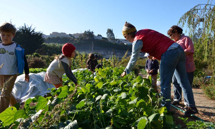Школа в Сан-Франциско, где детей учат выращивать себе еду