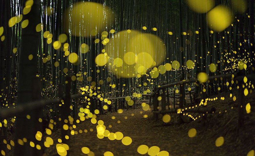 Летние представления светлячков в лесах Японии