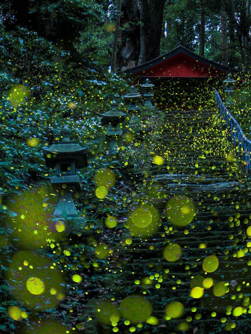 Летние представления светлячков в лесах Японии