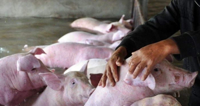 Слезы фермера, который был вынужден оставить умирать 6000 своих свиней из-за наводнения
