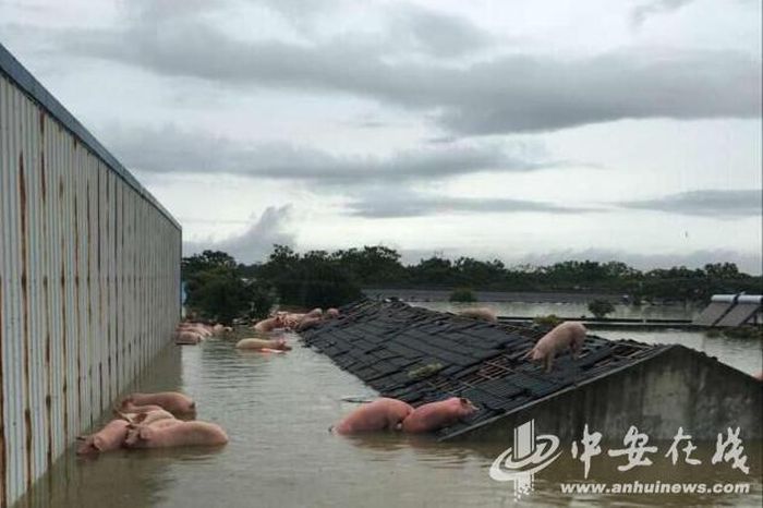 В Китае устроили массовую эвакуацию свиней