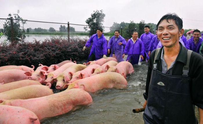В Китае устроили массовую эвакуацию свиней