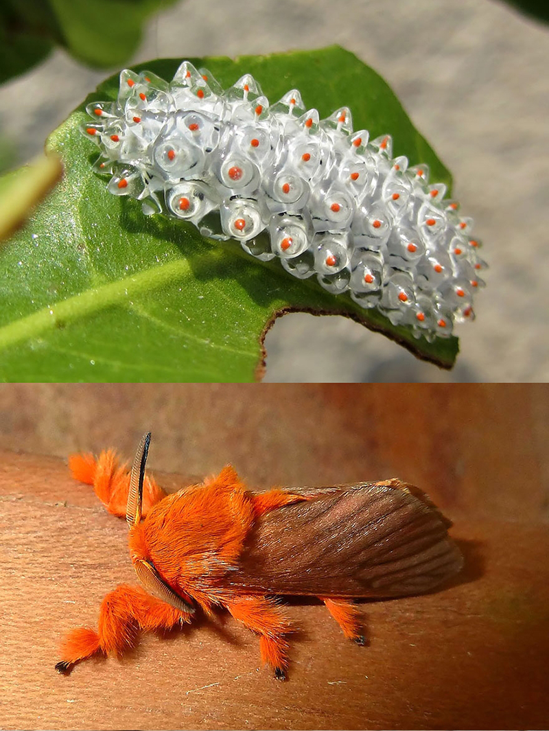 Впечатляющие гусеницы становится бабочками