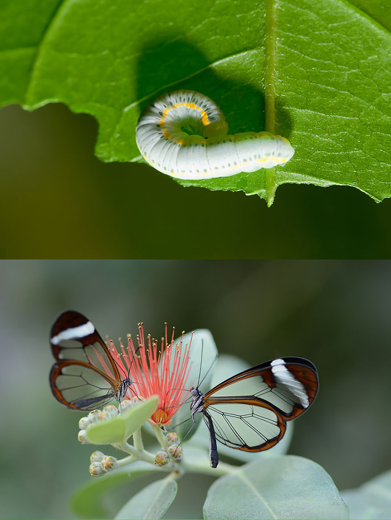 Впечатляющие гусеницы становится бабочками