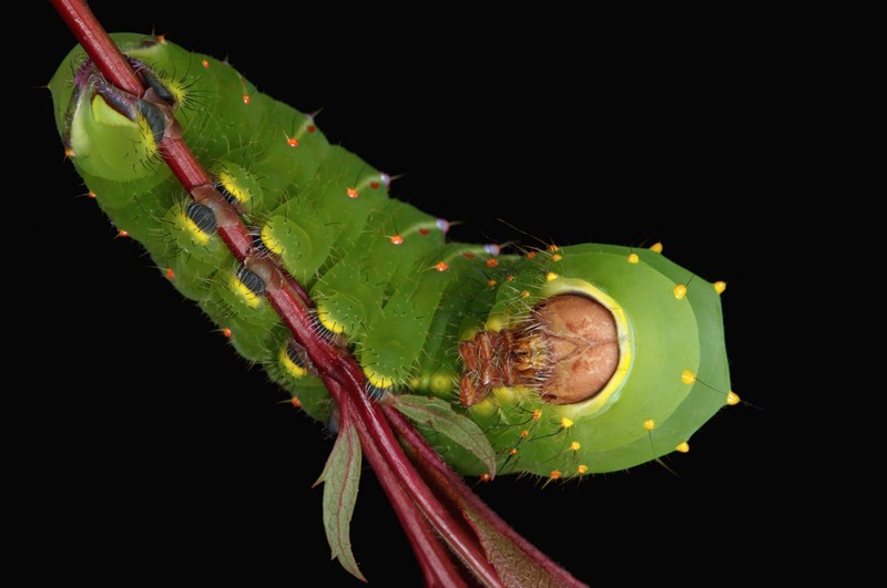 Фантастические фотографии: гусеницы вблизи