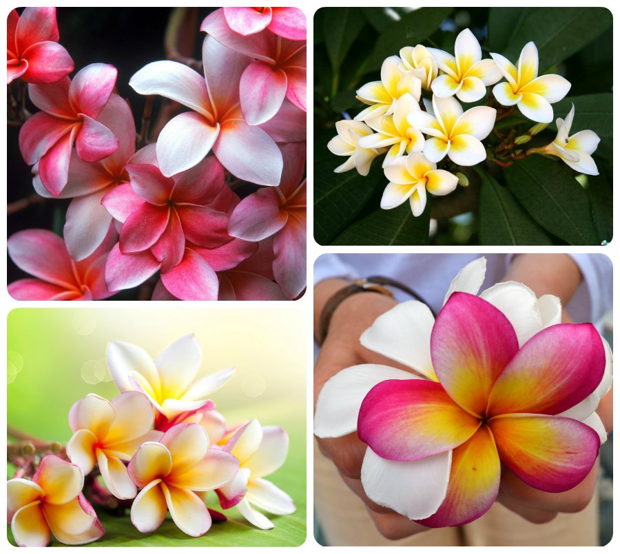 5 удивительно красивых тропических цветов