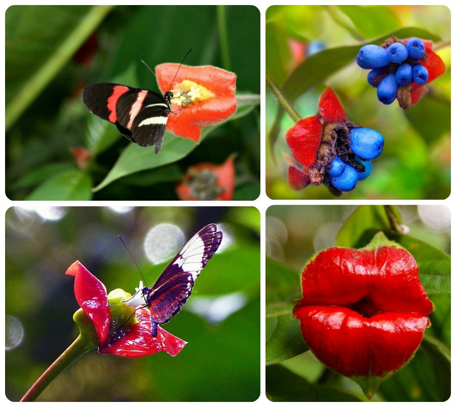 5 удивительно красивых тропических цветов