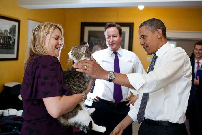 5 фактов о самом ленивом коте британского правительства
