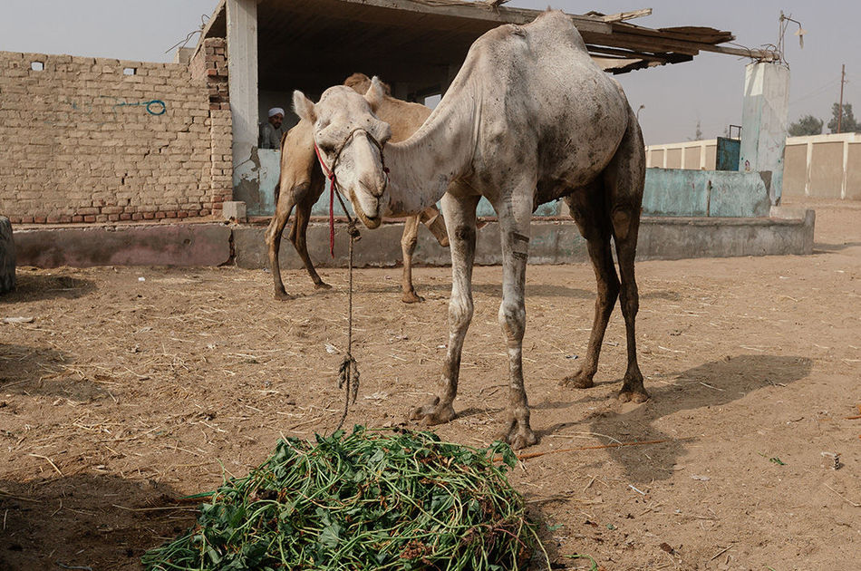 Душераздирающие снимки с самого большого рынка верблюдов в Африке
