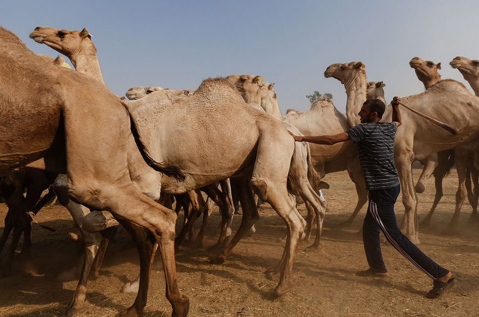 Душераздирающие снимки с самого большого рынка верблюдов в Африке