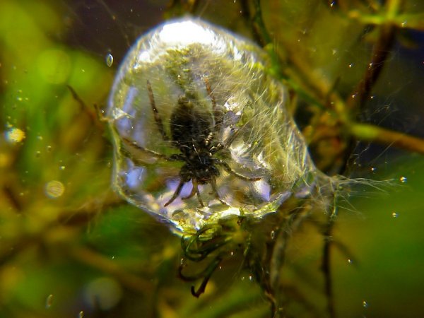 Единственный в мире подводный паук