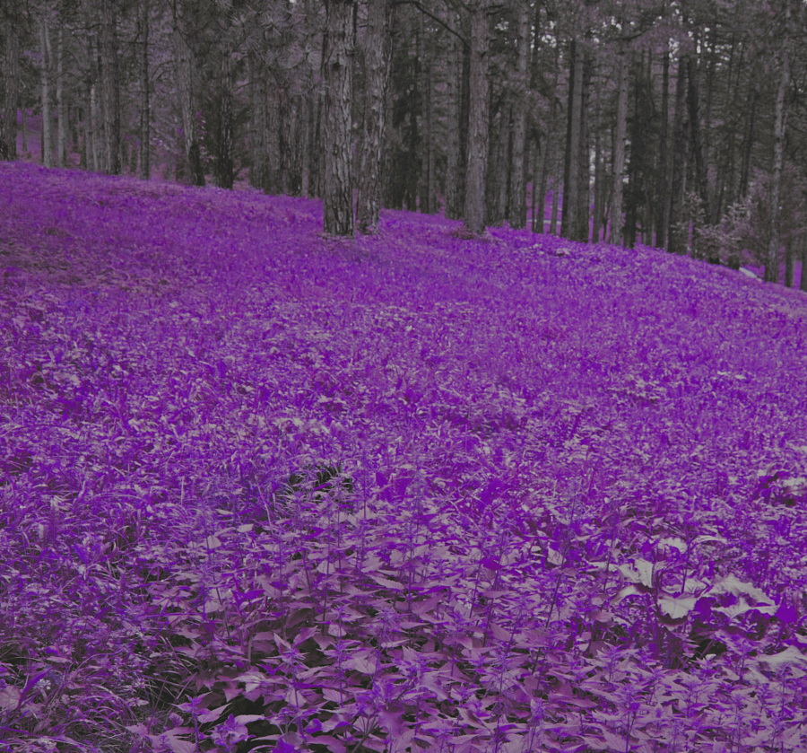 30 фотографий с фиолетовым настроением
