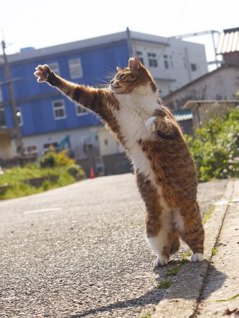 Уличные коты осваивают искусство кунг-фу