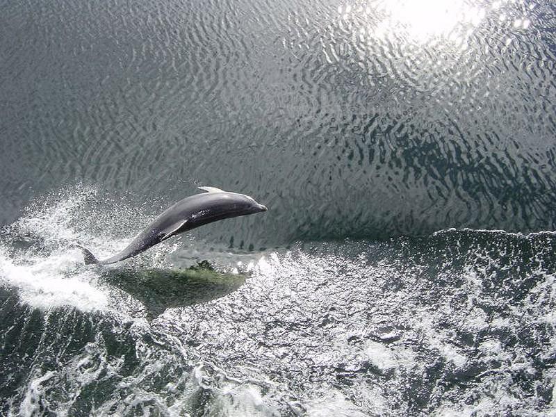 Интересные факты о дельфинах