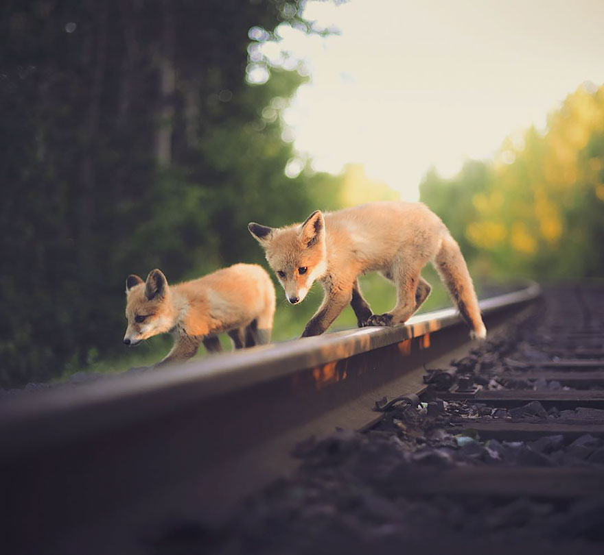 Животные с близкого расстояния от фотографа Консты Пункка