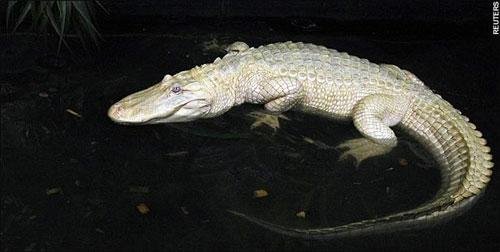 Аллигатор альбинос из парка живой природы Gatorland