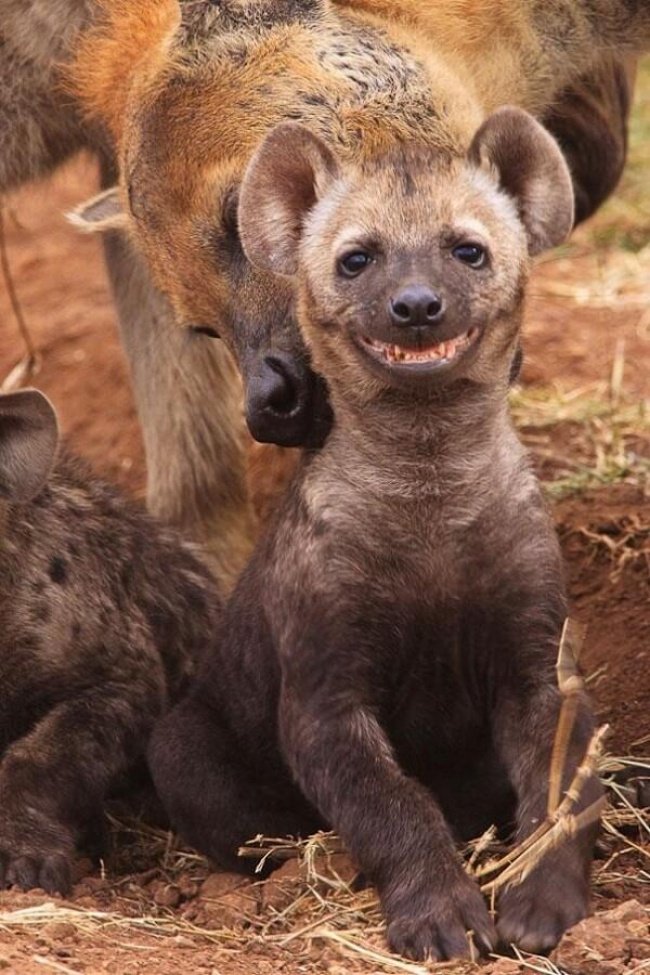 Очаровательные улыбающиеся животные, которые заряжают позитивом