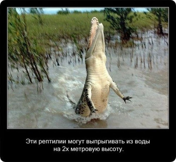 Занимательные факты о крокодилах