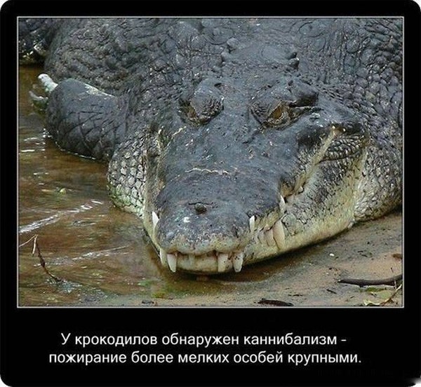 Занимательные факты о крокодилах